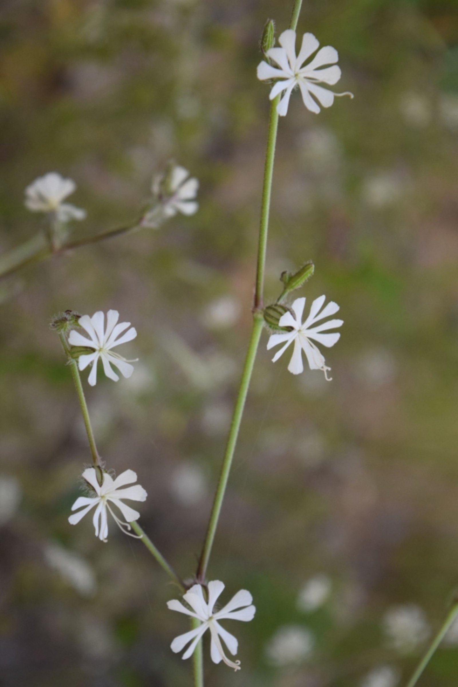 Silene dichotoma Ehrh. subsp. dichotoma